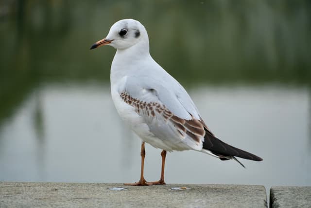 A lone seagull stands on a concrete ledge by a calm water's edge, bathed in soft, even lighting, creating a serene coastal atmosphere