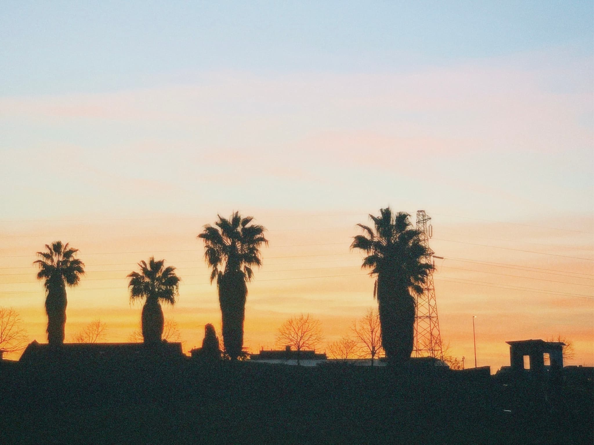 Elegant silhouette of palm trees against a vibrant sunset, casting shadows over a coastal scene