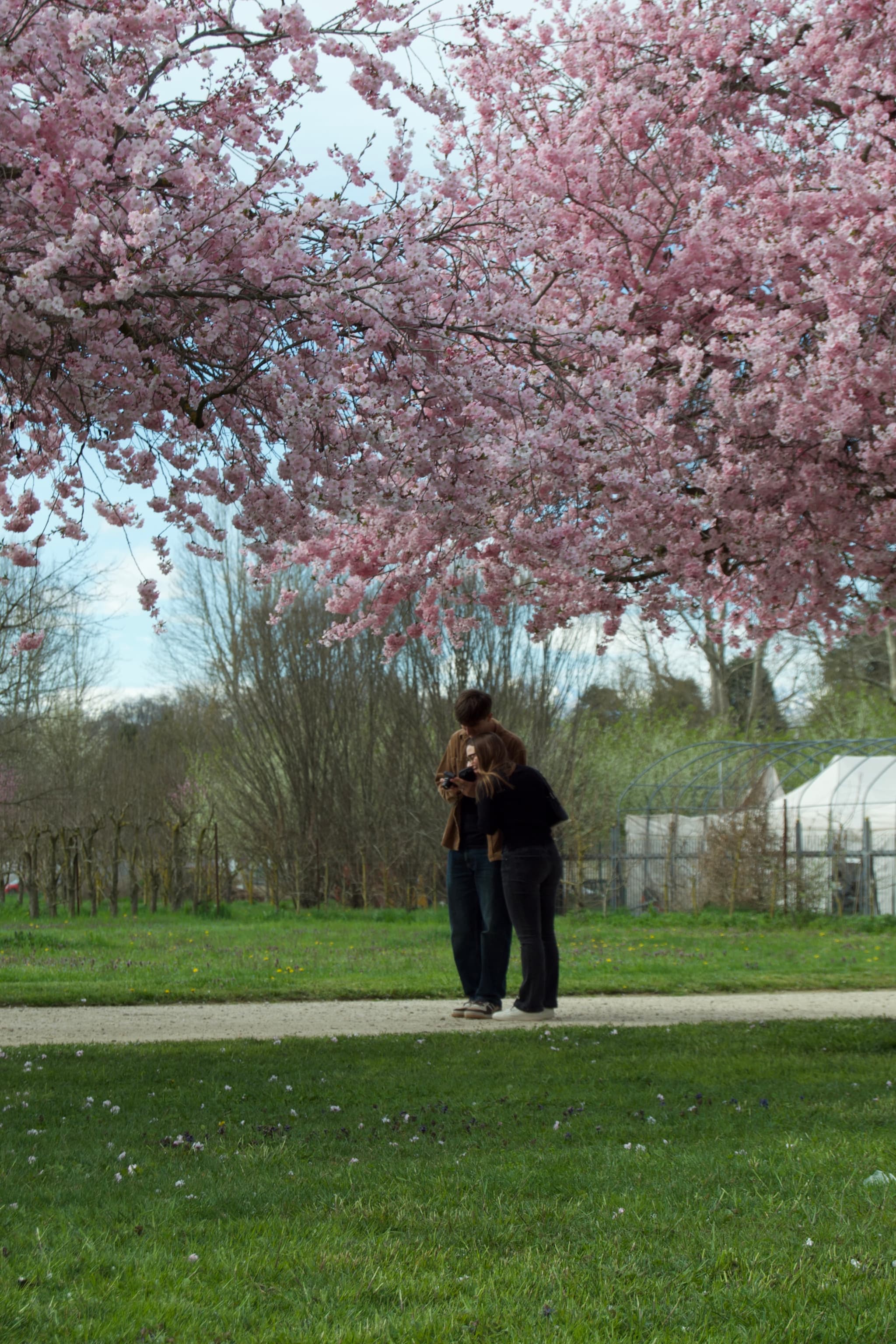 Romantic couple walks under blooming cherry blossoms, bathed in natural light on a serene spring day