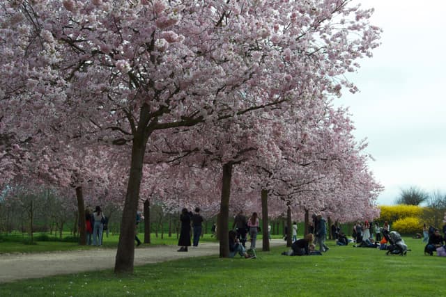 A serene park scene with cherry blossoms in full bloom, soft sunlight filtering through, and people enjoying leisure activities, setting a peaceful and inviting atmosphere