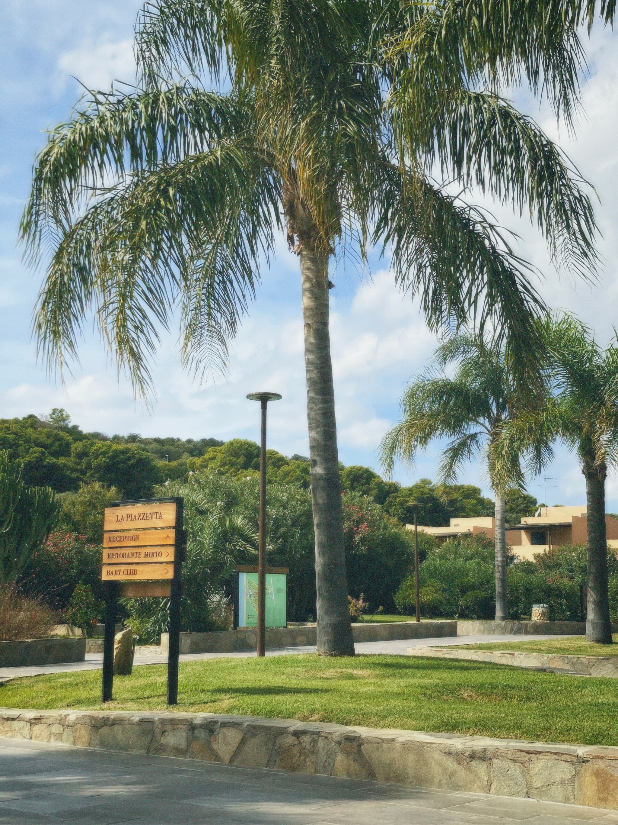 Tall palm trees stand in a lush, green park under bright, clear blue skies, creating a serene and inviting atmosphere