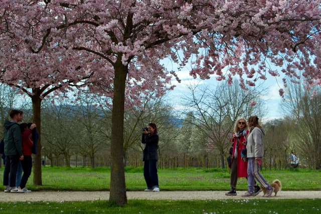 A serene park scene with cherry blossom trees in full bloom, people walking and enjoying the spring foliage, soft natural light, and a peaceful atmosphere
