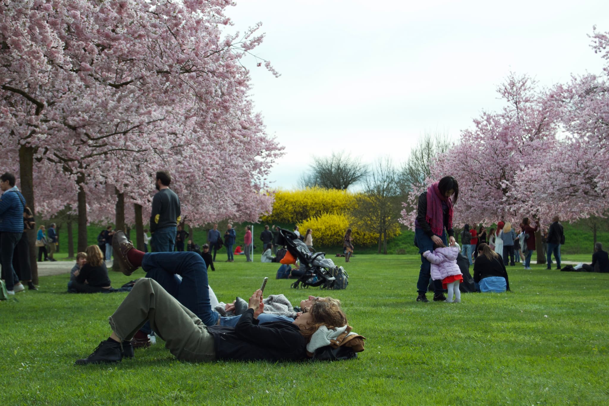 Springtime park scene with cherry blossoms, families enjoying the grass, soft natural lighting, and vibrant greenery
